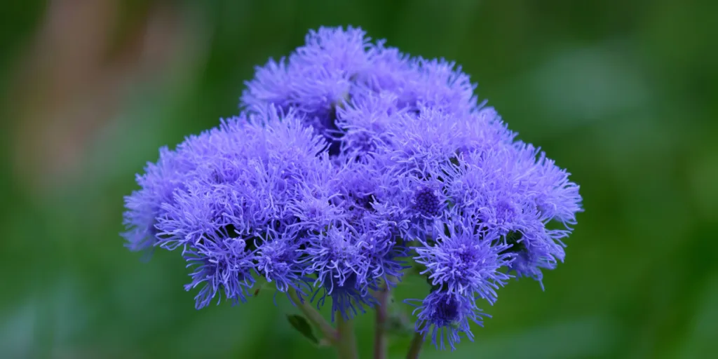 agerát-mexický-rostlinkovo