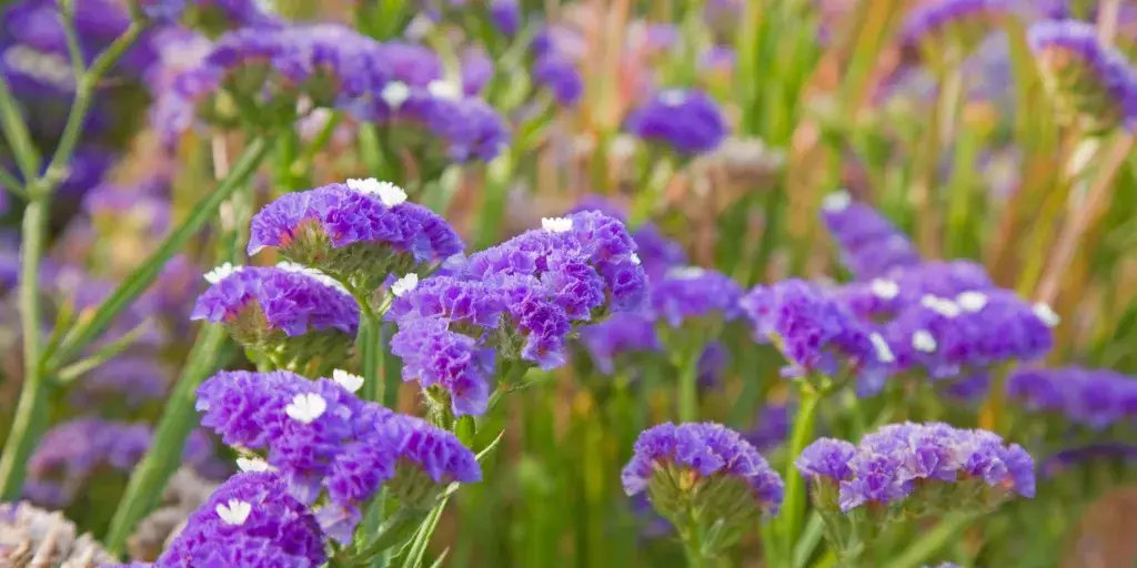 Limonka-zprohýbaná-rostlinkovo