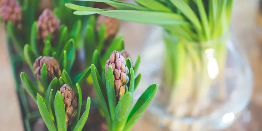 Hyacinty-pestovani-rostlinkovo