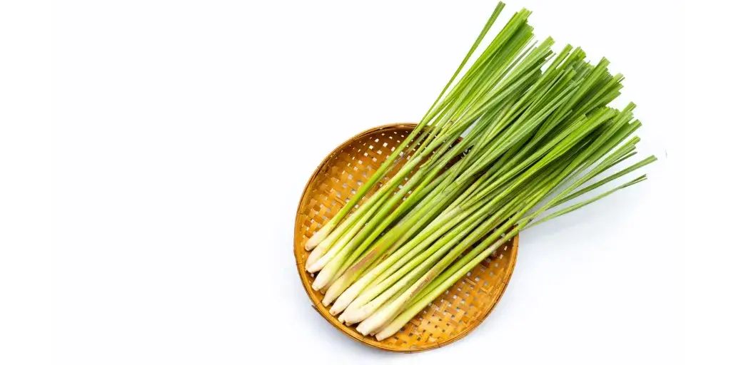 citronela-citronova-trava-rostlinkovo