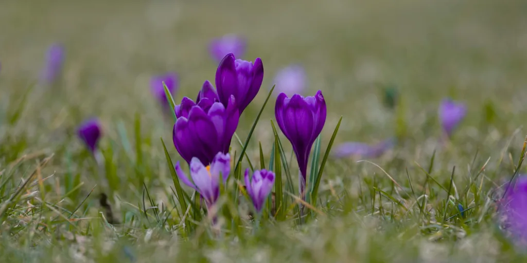 krokusy-pestovani-rostlinkovo