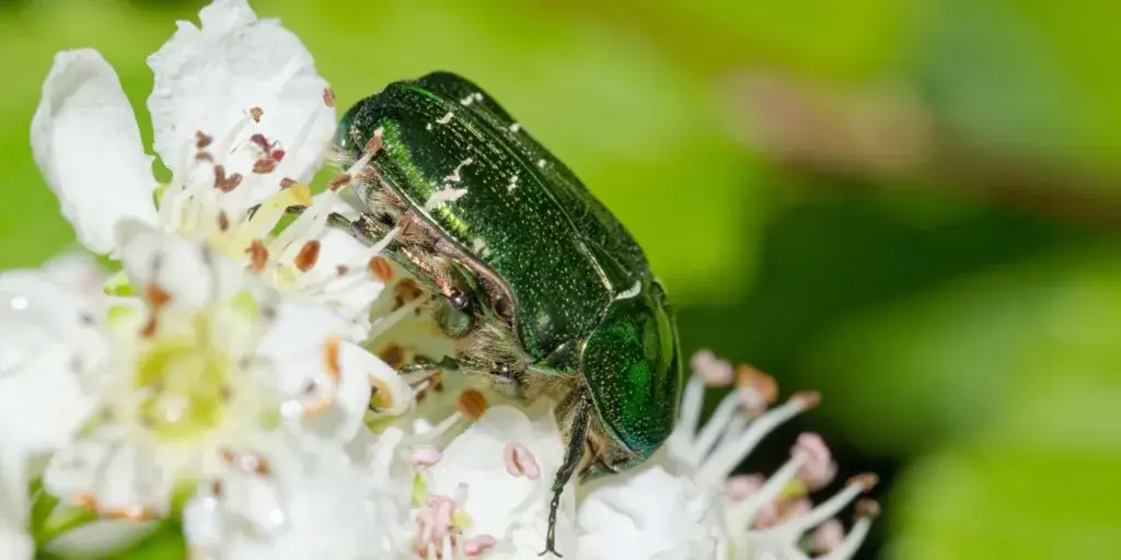 zlatohlavek-skudci-rostlinkovo