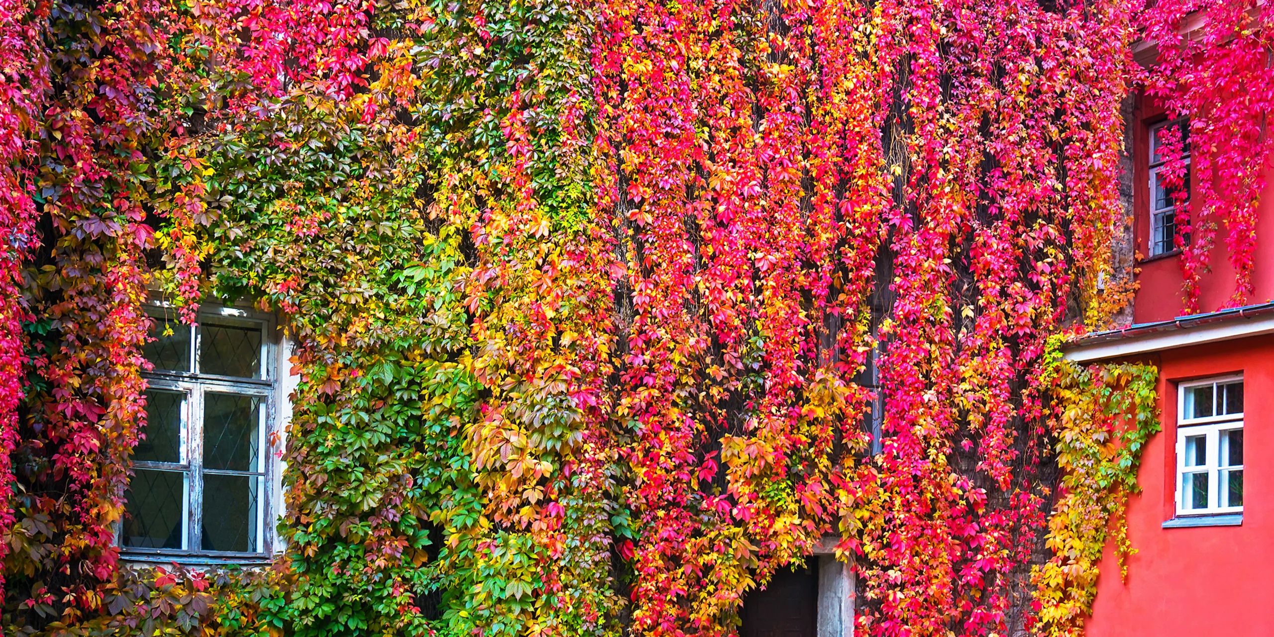 divoké-víno-přísavník-pětilistý-pěstování-rostlinkovo