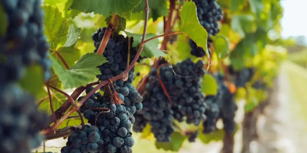 Réva-vinná-pěstování-rostlinkovo