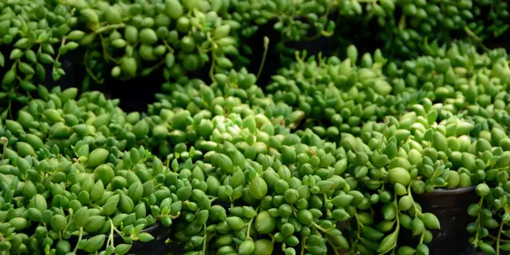 senecio-jedovate-rostliny-rostlinkovo