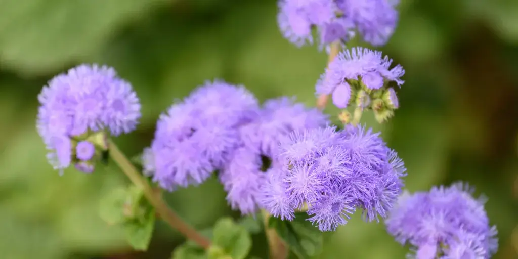 agerát-mexický-rostlinkovo