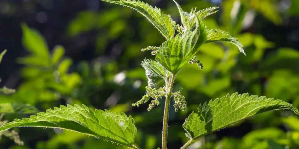 Kopřiva-rostlinkovo