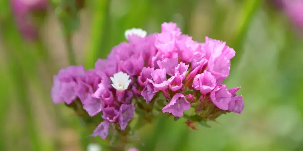 Limonka-zprohýbaná-rostlinkovo