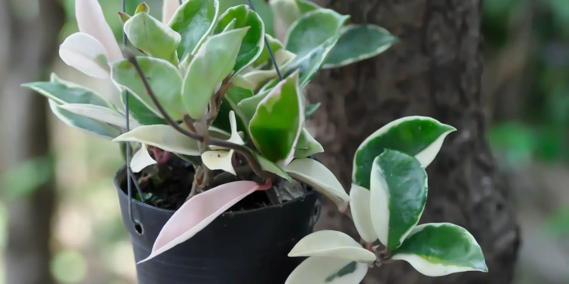 hoya-voskovka-pokojove-rosliny-pestovani-rostlinkovo