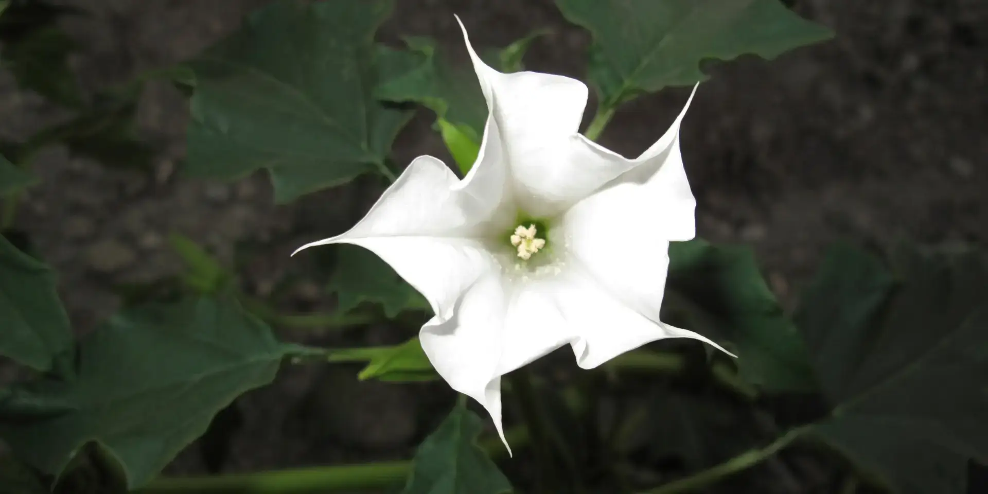 durman-datura-rostlinkovo