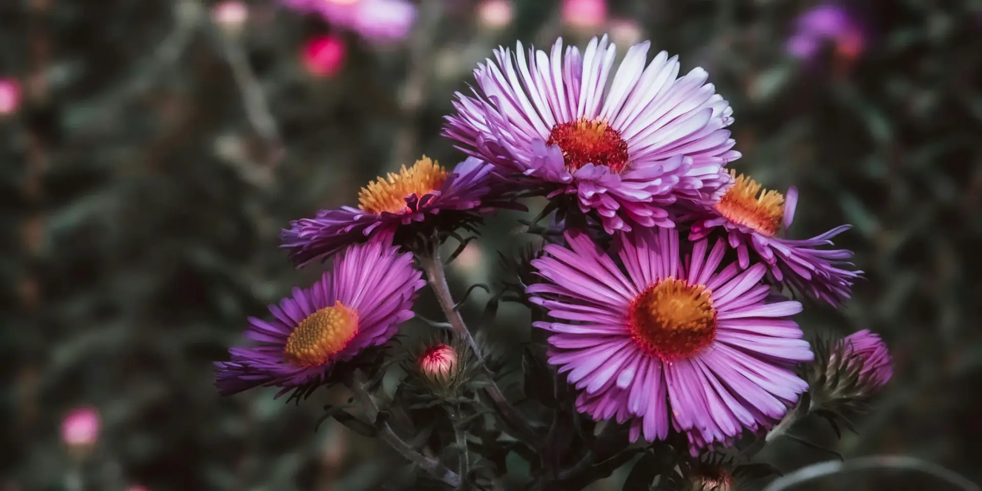 Astra-čínská-rostlinkovo