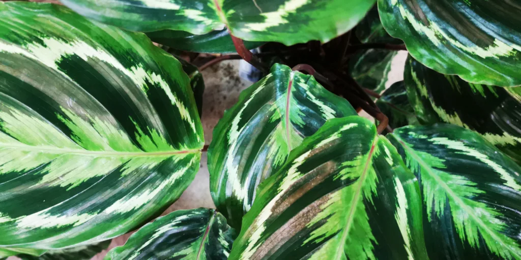 calathea-kalatea-pestovani-rostlinkovo