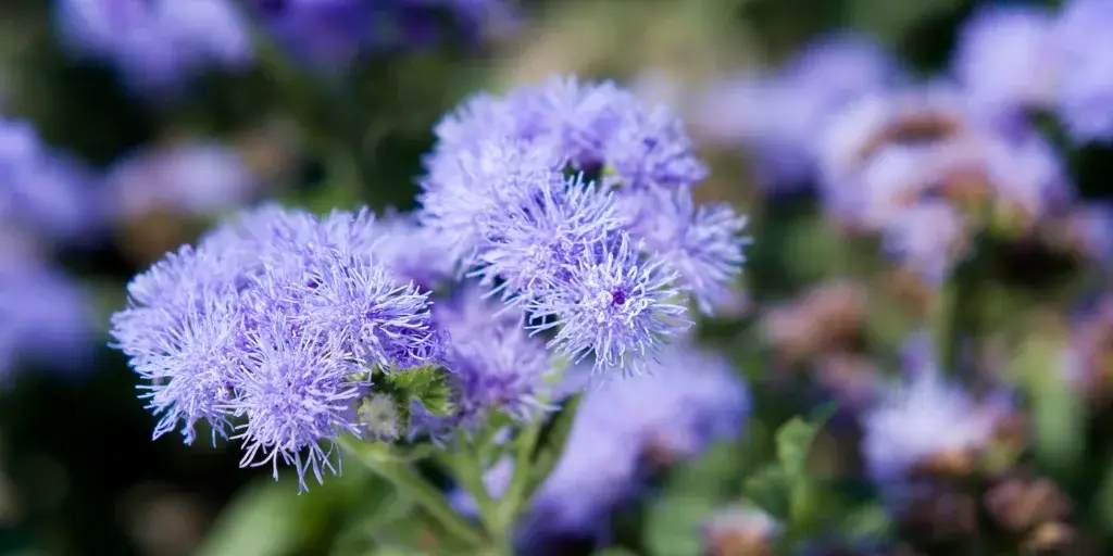 agerát-mexický-rostlinkovo