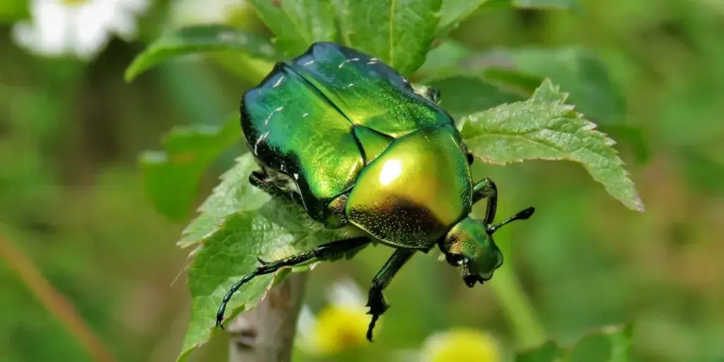 zlatohlavek-skudci-rostlinkovo