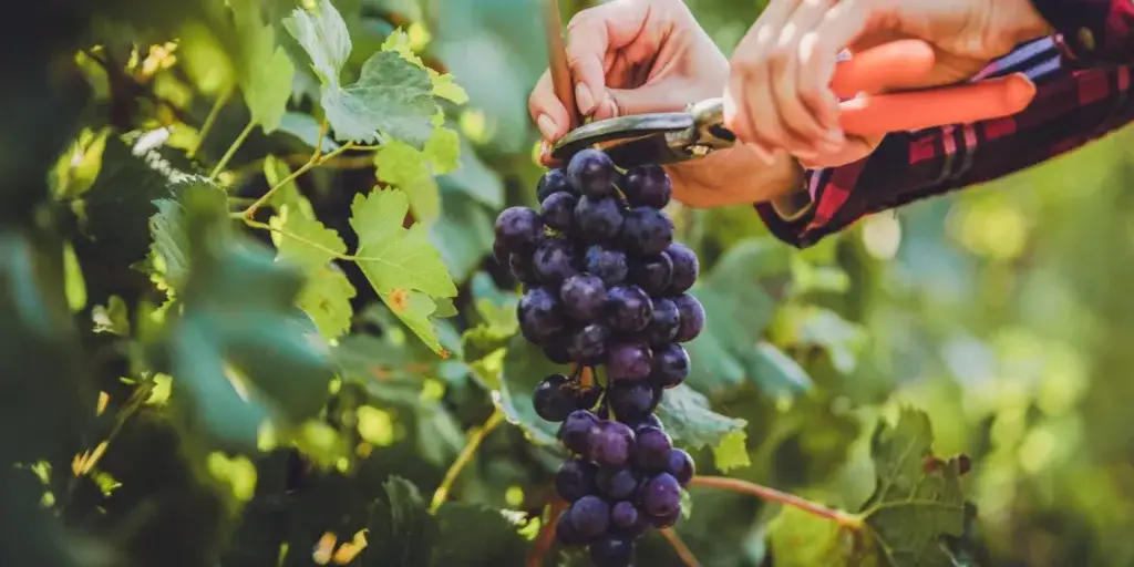 Réva-vinná-pěstování-rostlinkovo