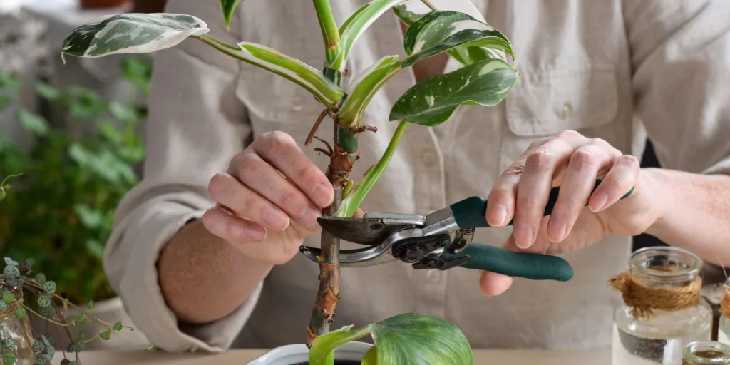 philodendron-jak-rozmnozovat-rostlinkovo