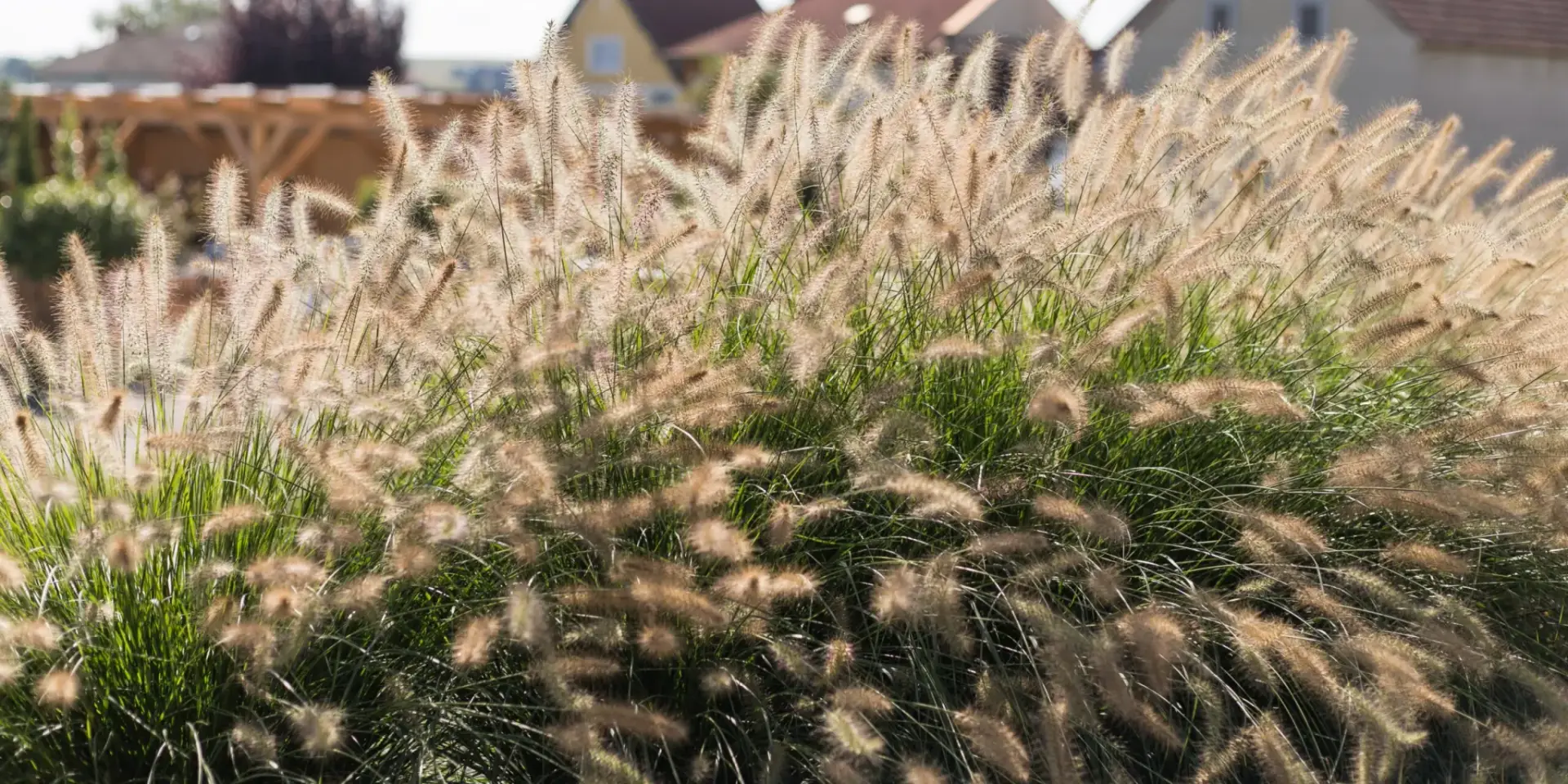 okrasne-travy-rostlinkovo