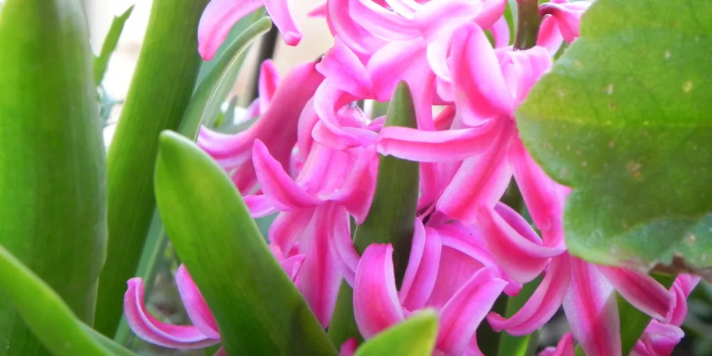 Hyacinty-pestovani-rostlinkovo