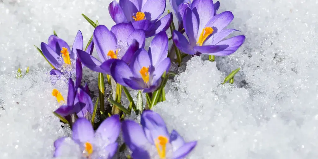 krokusy-pestovani-rostlinkovo