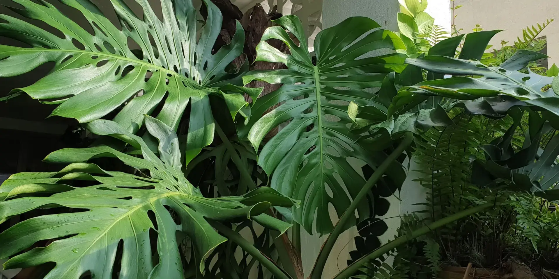 monstera-7-tipu-pro-diry-na-listech-rostlinkovo