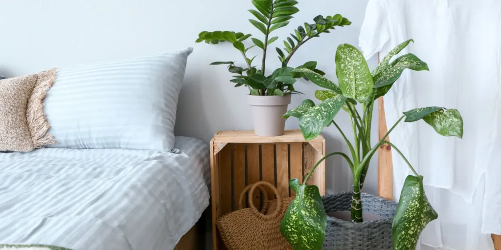 pokojove-rostliny-vhodne-do-loznice-rostlinkovo