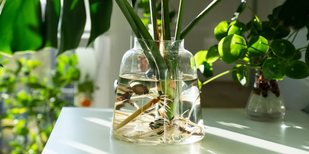 monstera-jak-rozmnozovat-rostlinkovo