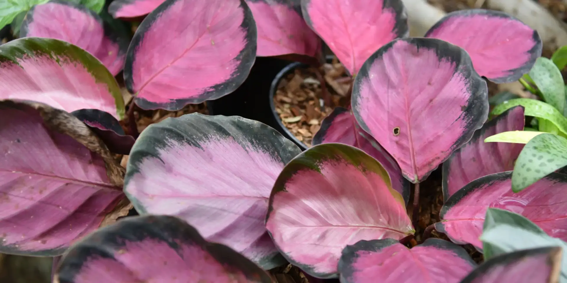 calathea-kalatea-pestovani-rostlinkovo