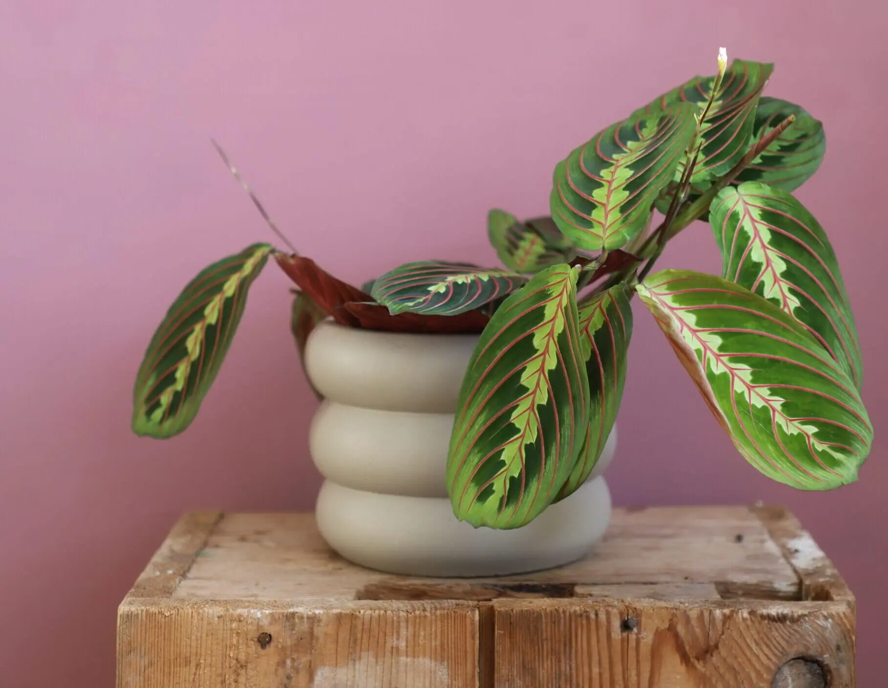 maranta-pestovani-rostlinkovo