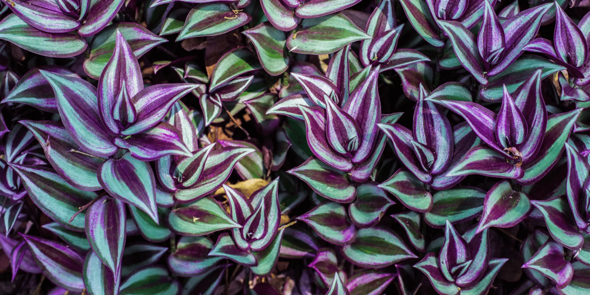 tradescantia-pokojove-rostliny-rostlinkovo