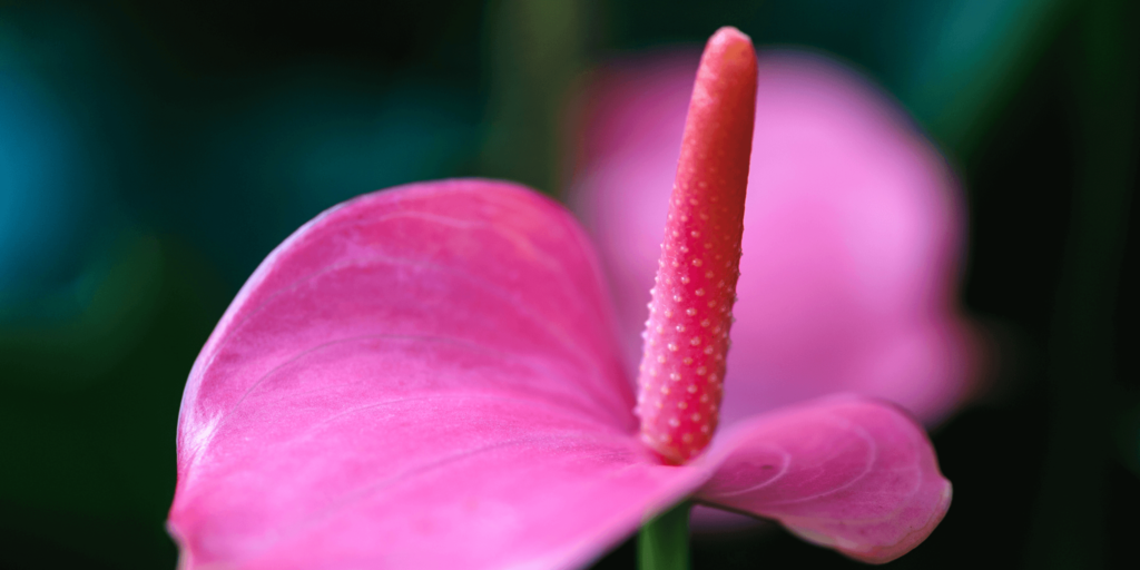 anthurium-pokojove-rostliny-rostlinkovo