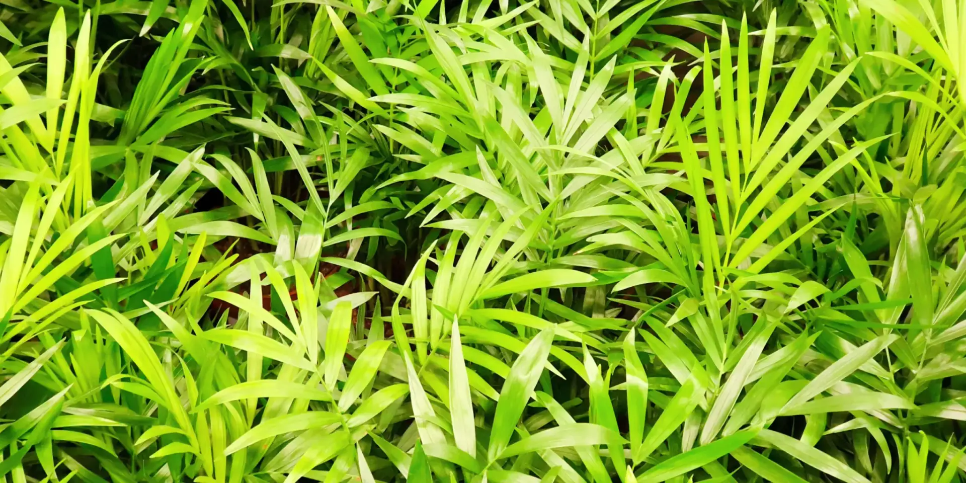 chamaedorea-palma-pokojove-rostliny-rostlinkovo