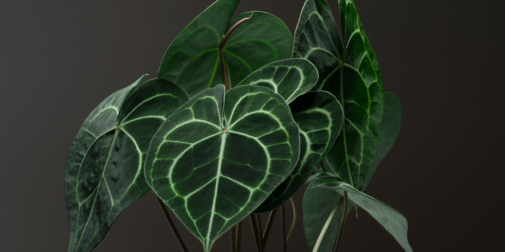 anthurium-pokojove-rostliny-rostlinkovo