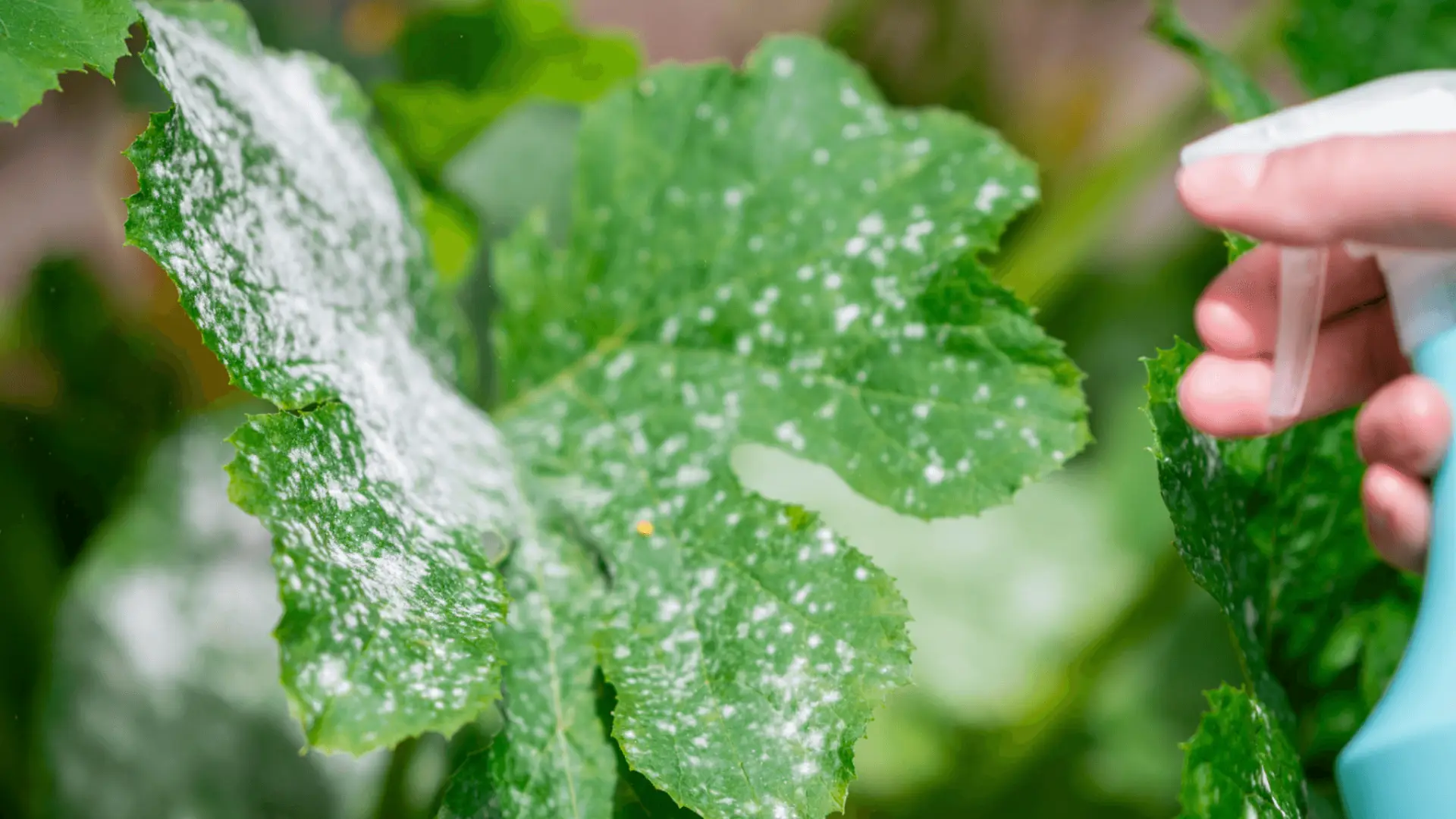 padlí-onemocnení-rostlin-rostlinkovo