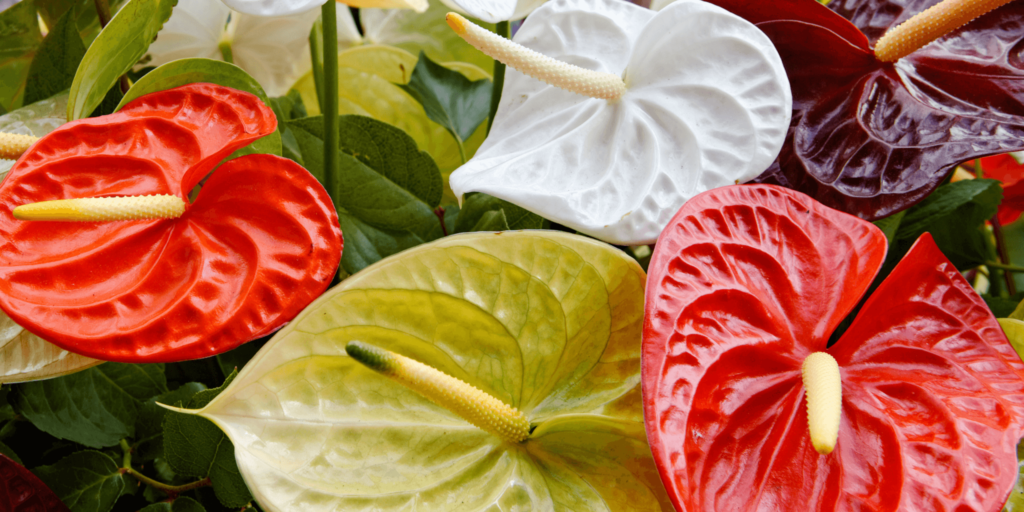 anthurium-pokojove-rostliny-rostlinkovo