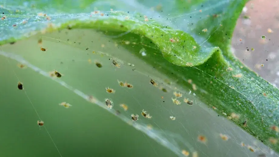 roztoci-spider-mites-rostlinkovo