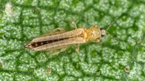 Třásněnky-škůdci-rostlinkovo