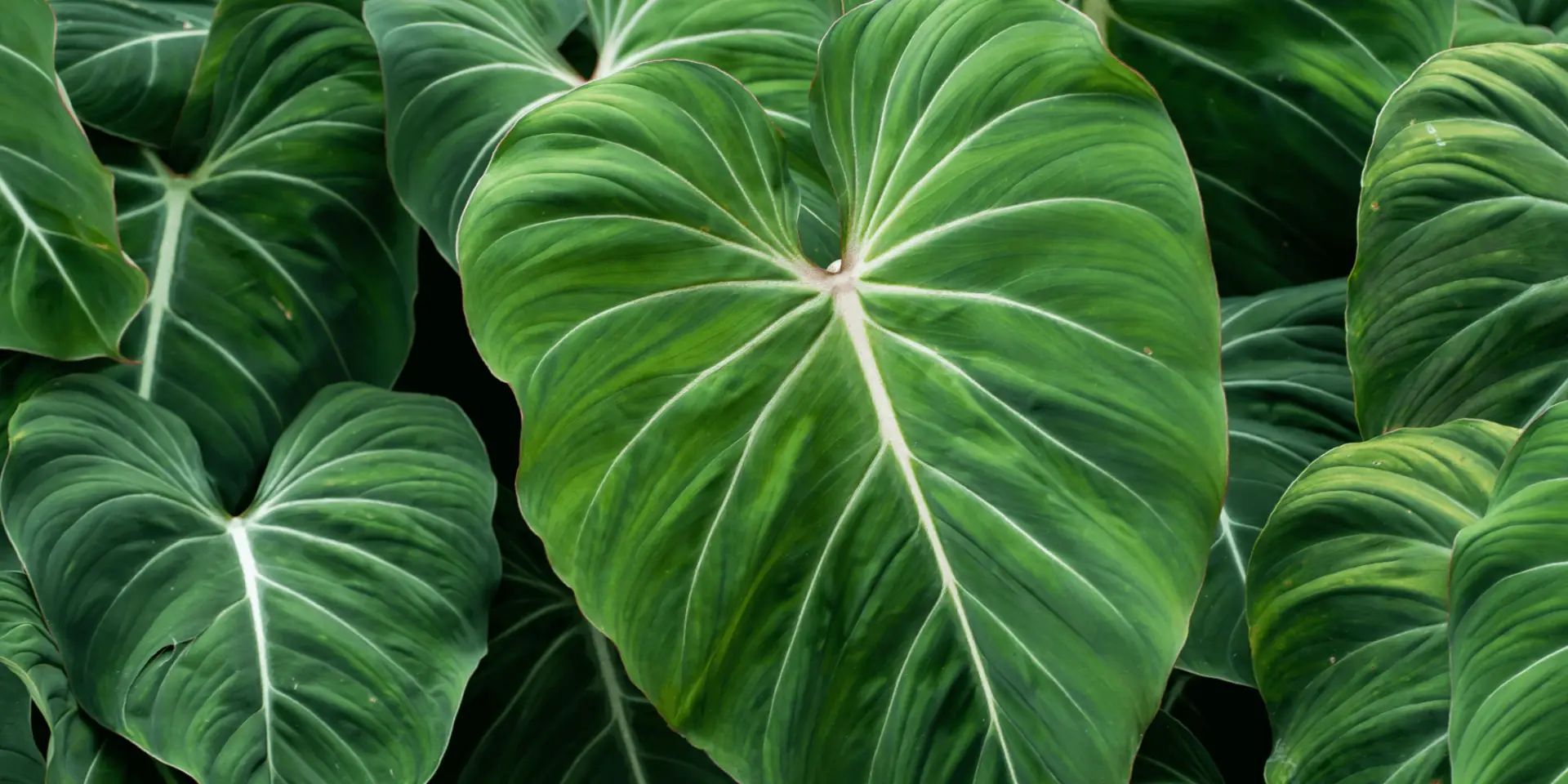philodendron-gloriosum-rostlinkovo