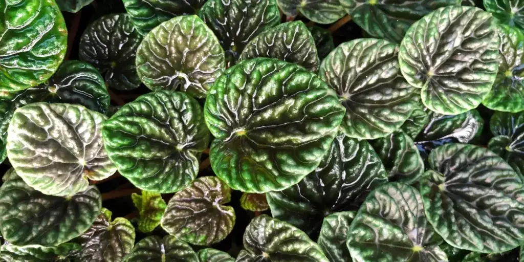 peperomia-rostlinkovo