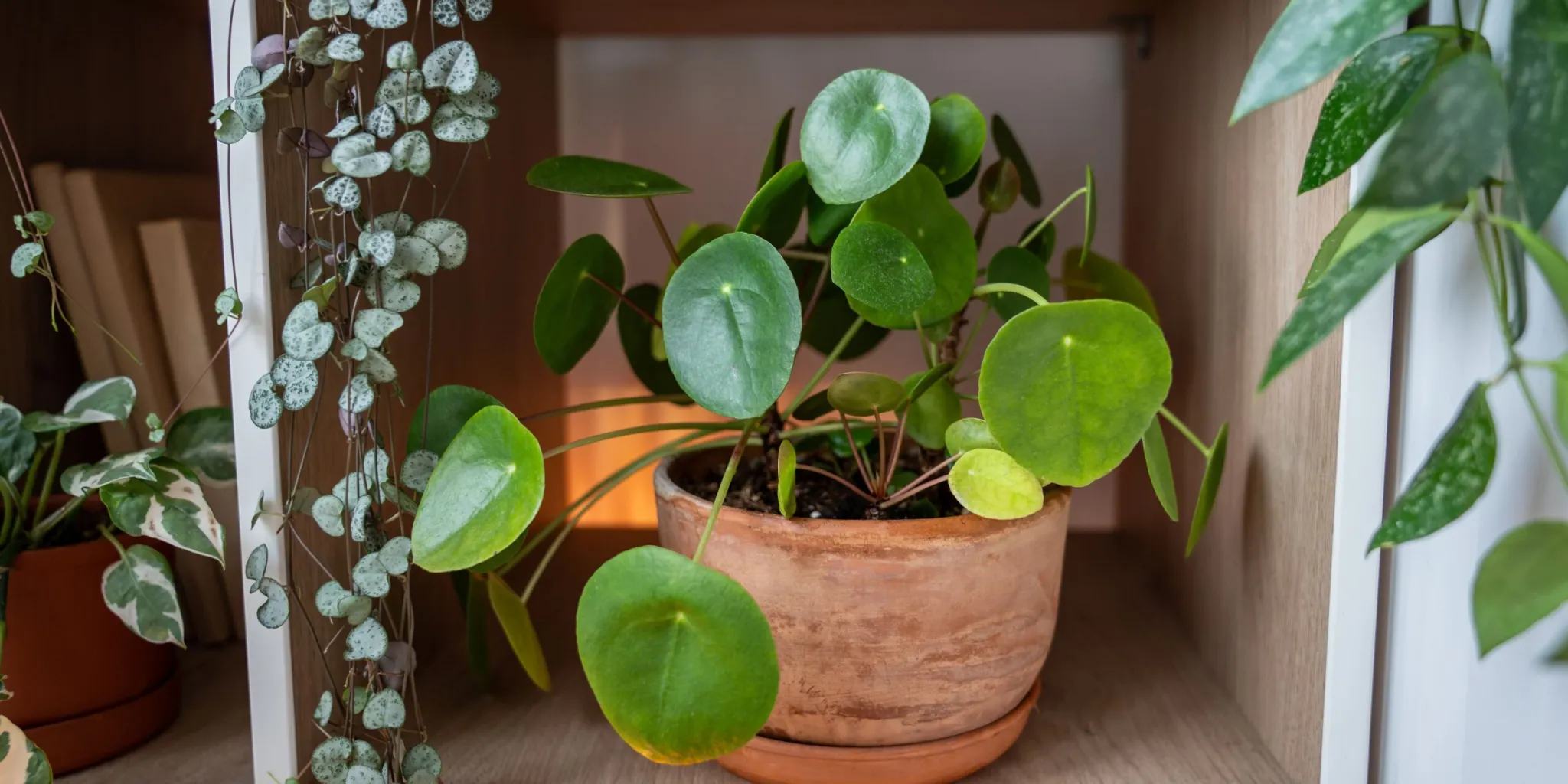 jak-si-zútulnit-domácnost-rostlinami-rostlinkovo