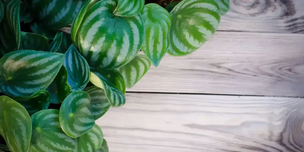 peperomia-rostlinkovo