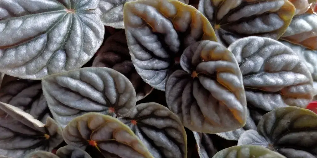 peperomia-rostlinkovo