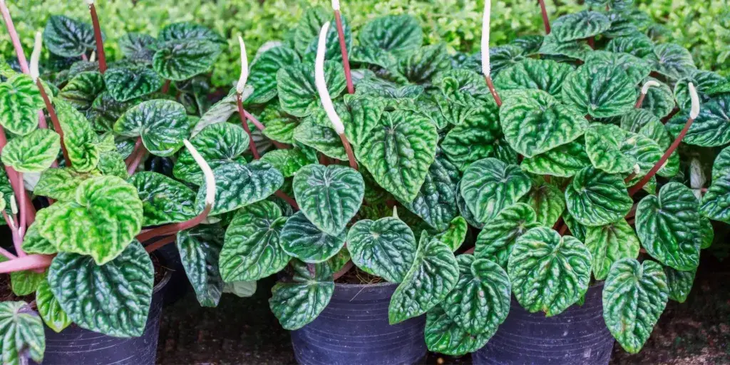 peperomia-rostlinkovo