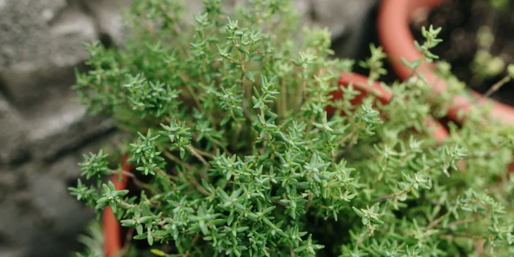 Tymián-obecný-Thymus-vulgaris-rostlinkovo