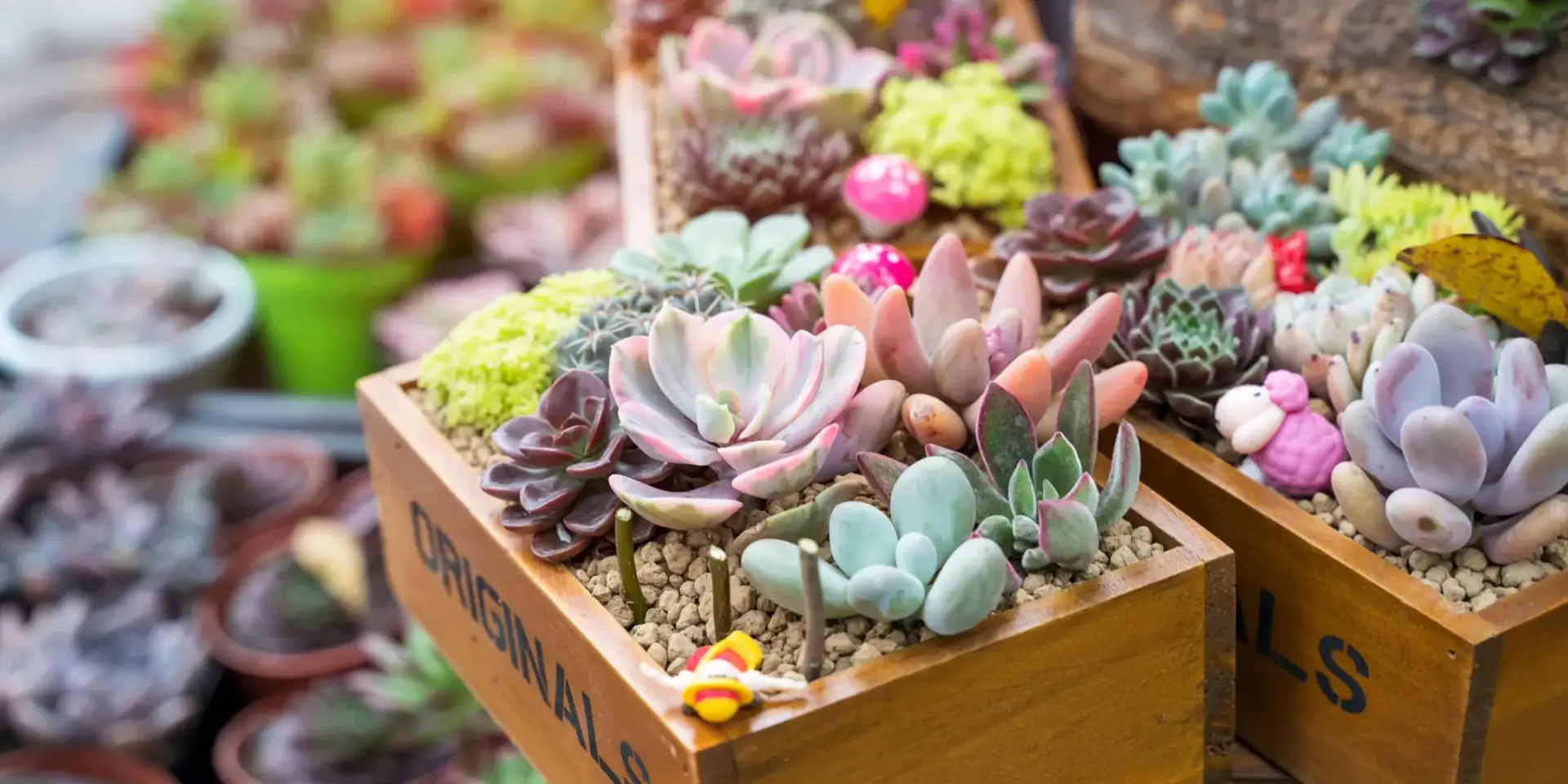 Kaktusy-a-sukulenty-rostlinkovo