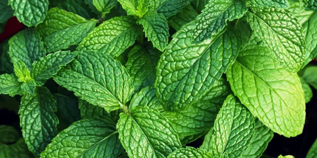 Máta-peprná-Mentha-piperita-rostlinkovo