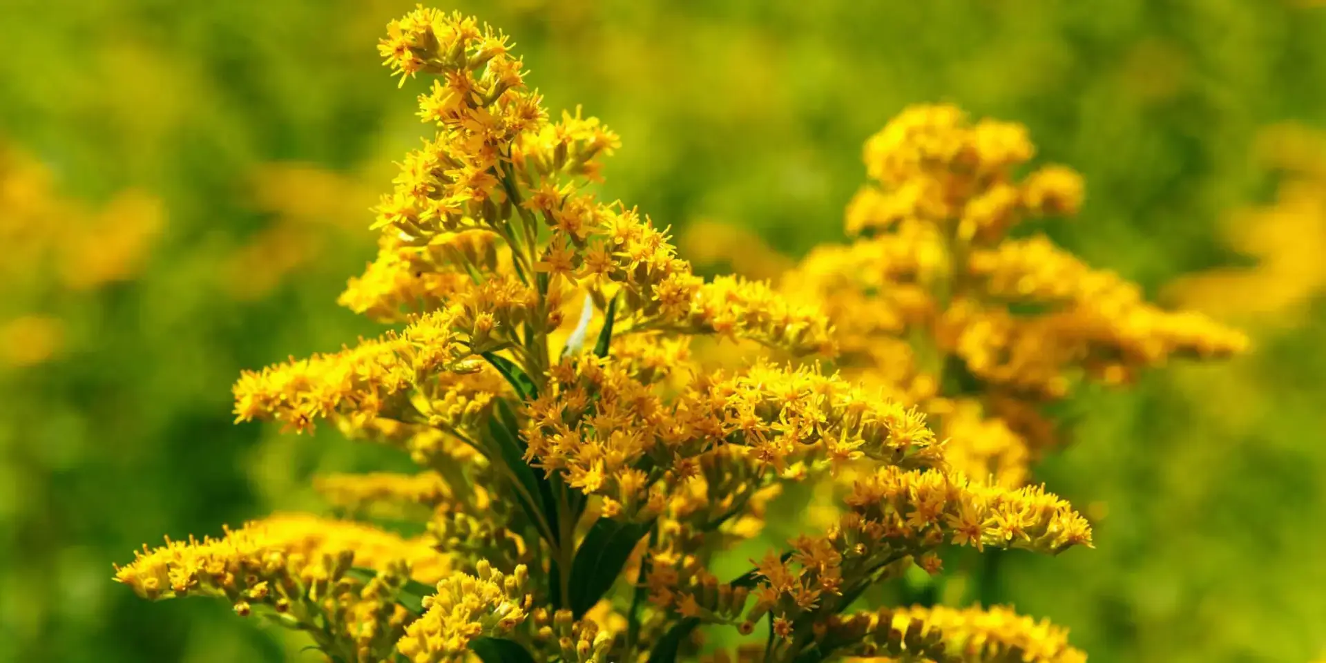 Zlatobýl-obecný-Solidago-virgaurea-rostlinkovo