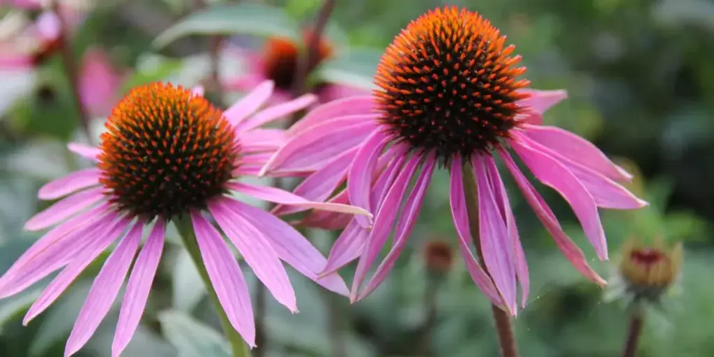 echinacea-leciva-rostlina-rostlinkovo
