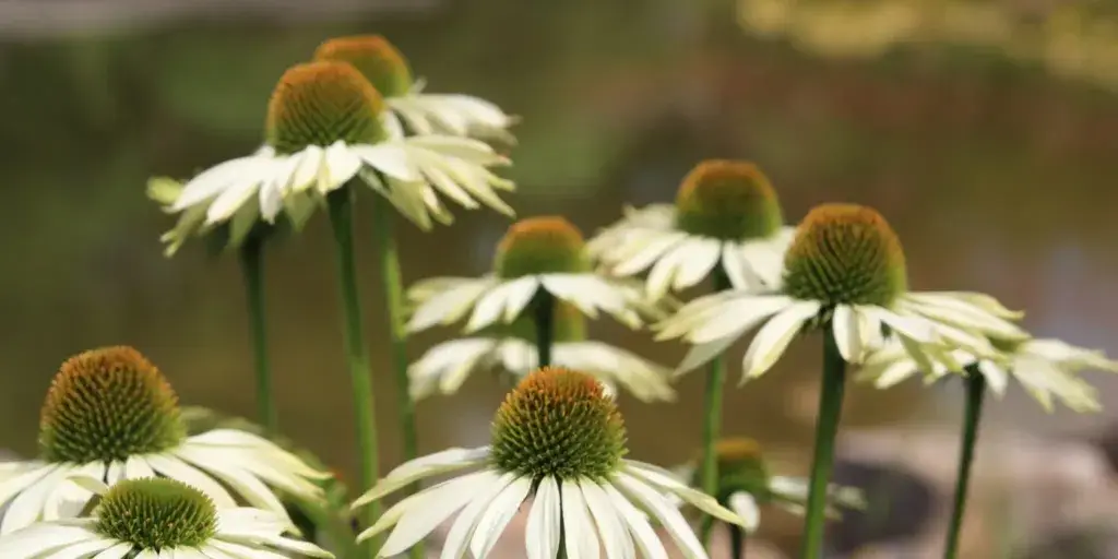 echinacea-leciva-rostlina-rostlinkovo