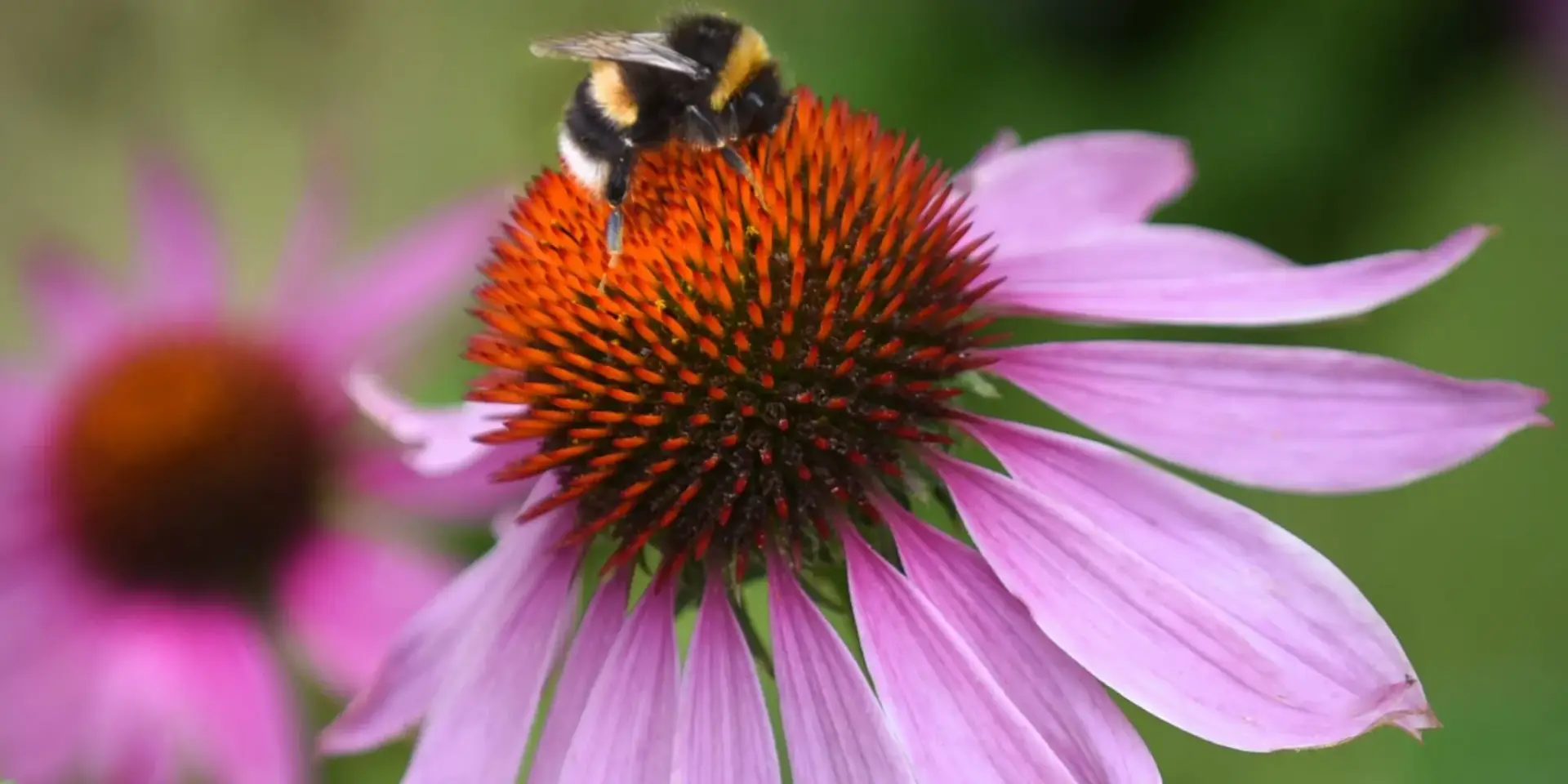 echinacea-leciva-rostlina-rostlinkovo
