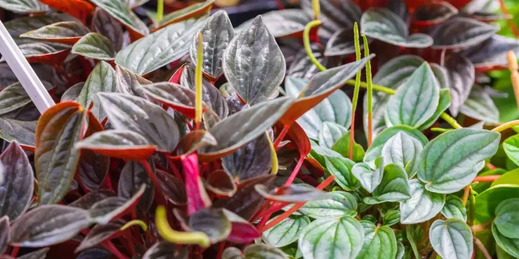 peperomia-rostlinkovo